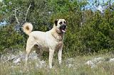 KANGAL 047